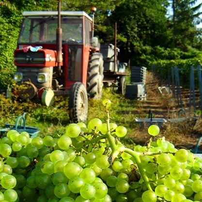 Domaine Collet - Producteur de Champagne